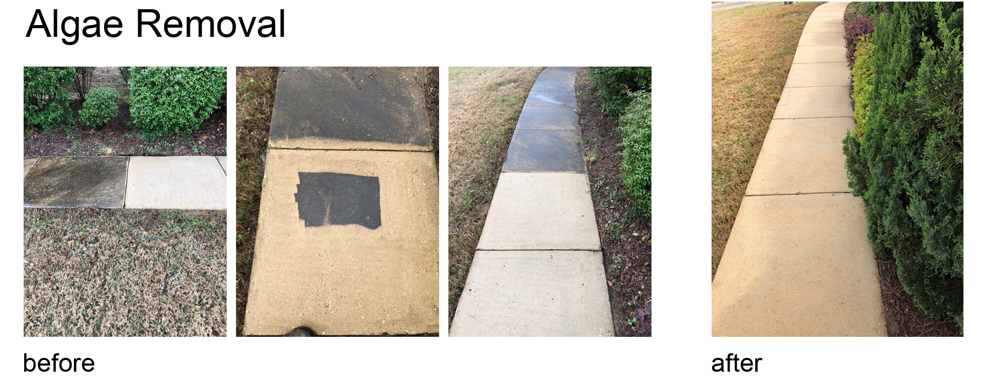 algae removal